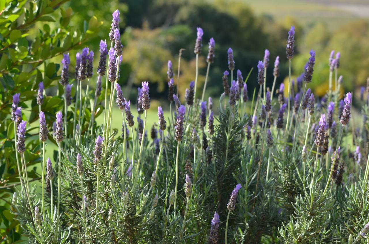 Cultivar Boutique Hotel Stellenbosch Eksteriør bilde